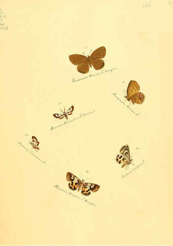 Reproducción/Reproduction 6106323622: Zuträge zur Sammlung exotischer Schmettlinge [sic] atlas Augsburg :bey dem Verfasser zu finden,1818-1837