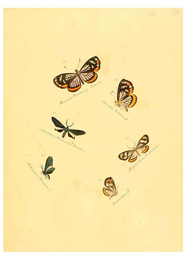 Reproducción/Reproduction 6105779401: Zuträge zur Sammlung exotischer Schmettlinge [sic] atlas Augsburg :bey dem Verfasser zu finden,1818-1837