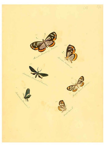 Reproducción/Reproduction 6105779401: Zuträge zur Sammlung exotischer Schmettlinge [sic] atlas Augsburg :bey dem Verfasser zu finden,1818-1837