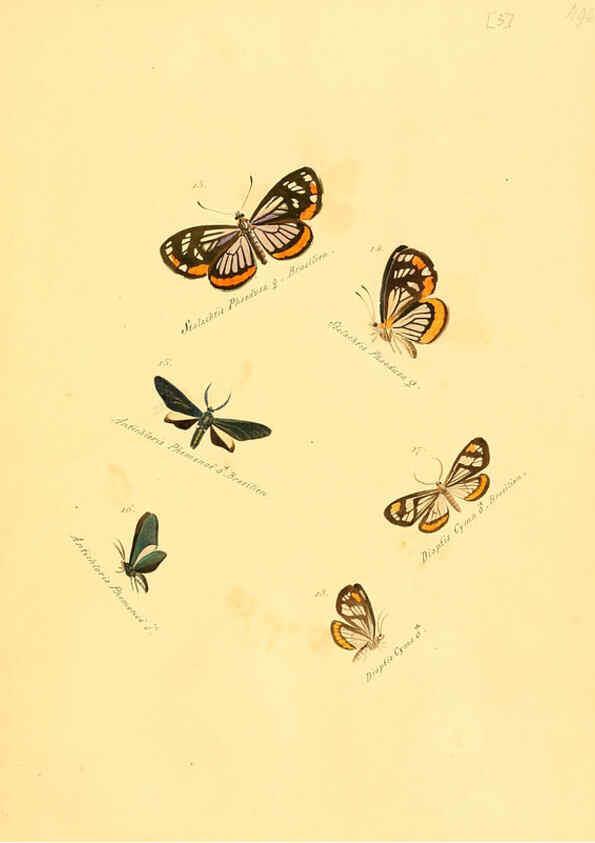 Reproducción/Reproduction 6105779401: Zuträge zur Sammlung exotischer Schmettlinge [sic] atlas Augsburg :bey dem Verfasser zu finden,1818-1837