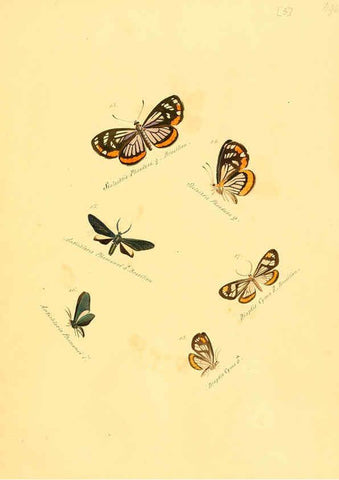 Reproducción/Reproduction 6105779401: Zuträge zur Sammlung exotischer Schmettlinge [sic] atlas Augsburg :bey dem Verfasser zu finden,1818-1837