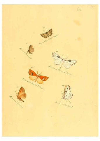 Reproducción/Reproduction 6105779603: Zuträge zur Sammlung exotischer Schmettlinge [sic] atlas Augsburg :bey dem Verfasser zu finden,1818-1837