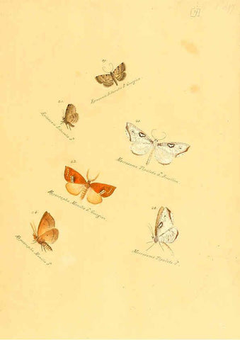 Reproducción/Reproduction 6105779603: Zuträge zur Sammlung exotischer Schmettlinge [sic] atlas Augsburg :bey dem Verfasser zu finden,1818-1837