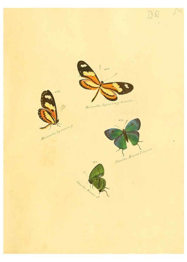 Reproducción/Reproduction 6106331602: Zuträge zur Sammlung exotischer Schmettlinge [sic] atlas Augsburg :bey dem Verfasser zu finden,1818-1837