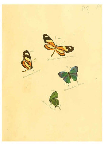 Reproducción/Reproduction 6106331602: Zuträge zur Sammlung exotischer Schmettlinge [sic] atlas Augsburg :bey dem Verfasser zu finden,1818-1837