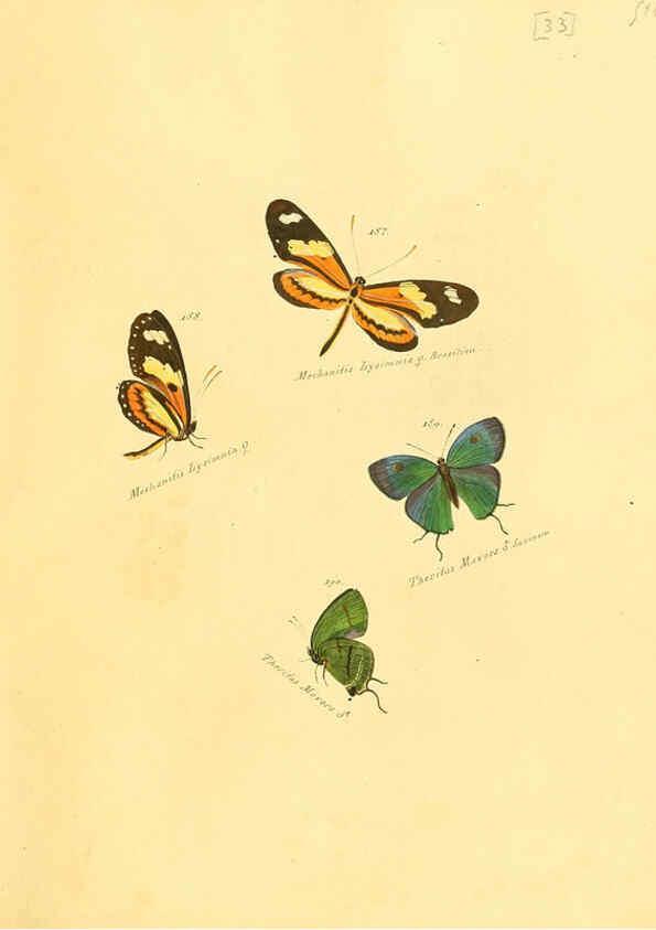 Reproducción/Reproduction 6106331602: Zuträge zur Sammlung exotischer Schmettlinge [sic] atlas Augsburg :bey dem Verfasser zu finden,1818-1837