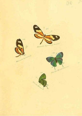 Reproducción/Reproduction 6106331602: Zuträge zur Sammlung exotischer Schmettlinge [sic] atlas Augsburg :bey dem Verfasser zu finden,1818-1837