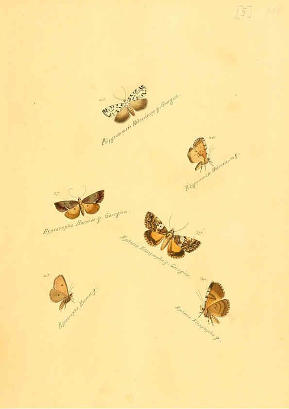 Reproducción/Reproduction 6106324300: Zuträge zur Sammlung exotischer Schmettlinge [sic] atlas Augsburg :bey dem Verfasser zu finden,1818-1837