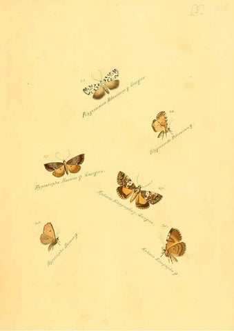 Reproducción/Reproduction 6106324300: Zuträge zur Sammlung exotischer Schmettlinge [sic] atlas Augsburg :bey dem Verfasser zu finden,1818-1837