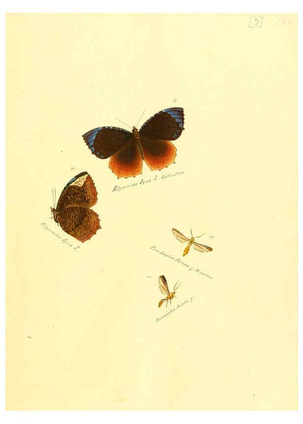 Reproducción/Reproduction 6106324822: Zuträge zur Sammlung exotischer Schmettlinge [sic] atlas Augsburg :bey dem Verfasser zu finden,1818-1837