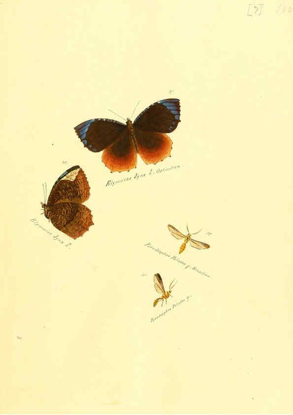 Reproducción/Reproduction 6106324822: Zuträge zur Sammlung exotischer Schmettlinge [sic] atlas Augsburg :bey dem Verfasser zu finden,1818-1837