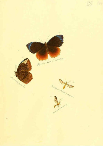 Reproducción/Reproduction 6106324822: Zuträge zur Sammlung exotischer Schmettlinge [sic] atlas Augsburg :bey dem Verfasser zu finden,1818-1837