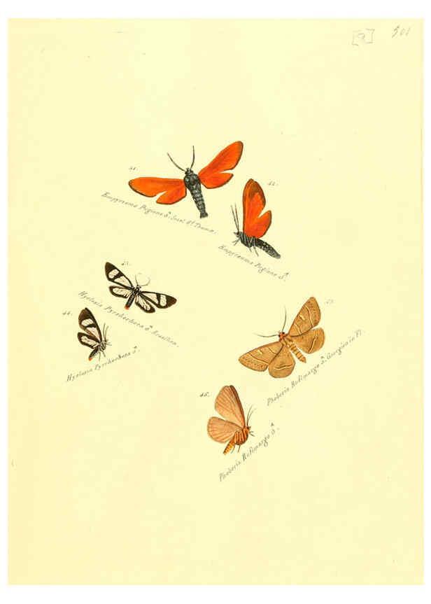 Reproducción/Reproduction 6106325004: Zuträge zur Sammlung exotischer Schmettlinge [sic] atlas Augsburg :bey dem Verfasser zu finden,1818-1837