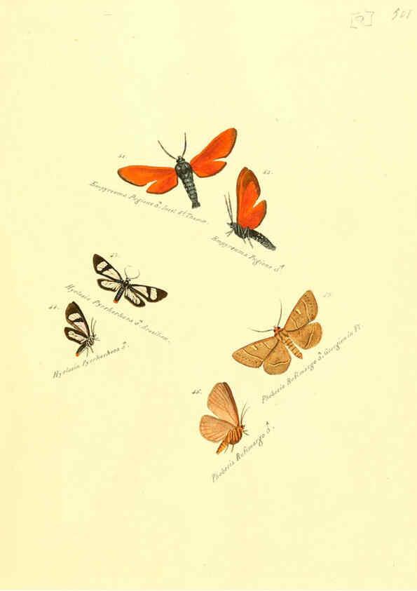 Reproducción/Reproduction 6106325004: Zuträge zur Sammlung exotischer Schmettlinge [sic] atlas Augsburg :bey dem Verfasser zu finden,1818-1837