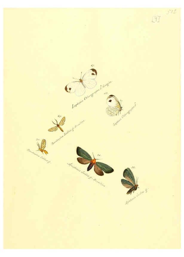 Reproducción/Reproduction 6105780795: Zuträge zur Sammlung exotischer Schmettlinge [sic] atlas Augsburg :bey dem Verfasser zu finden,1818-1837