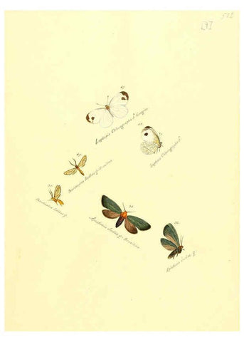 Reproducción/Reproduction 6105780795: Zuträge zur Sammlung exotischer Schmettlinge [sic] atlas Augsburg :bey dem Verfasser zu finden,1818-1837