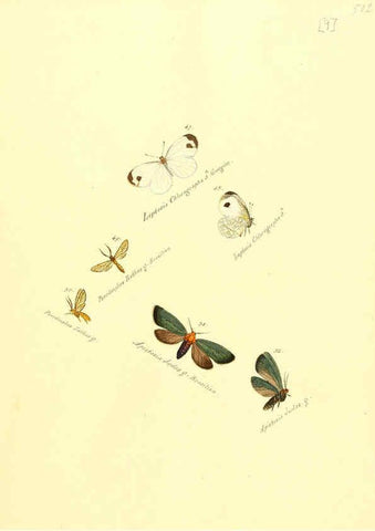 Reproducción/Reproduction 6105780795: Zuträge zur Sammlung exotischer Schmettlinge [sic] atlas Augsburg :bey dem Verfasser zu finden,1818-1837