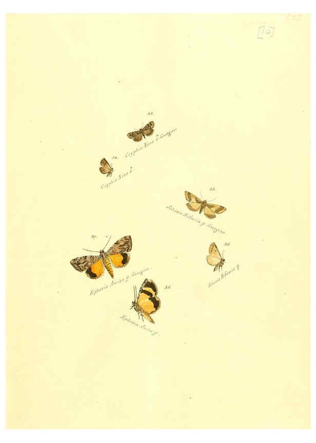 Reproducción/Reproduction 6106325458: Zuträge zur Sammlung exotischer Schmettlinge [sic] atlas Augsburg :bey dem Verfasser zu finden,1818-1837