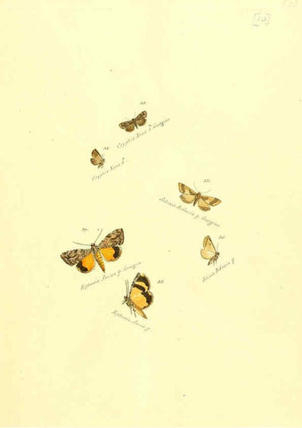 Reproducción/Reproduction 6106325458: Zuträge zur Sammlung exotischer Schmettlinge [sic] atlas Augsburg :bey dem Verfasser zu finden,1818-1837