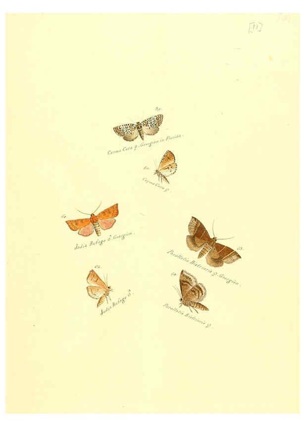 Reproducción/Reproduction 6105781405: Zuträge zur Sammlung exotischer Schmettlinge [sic] atlas Augsburg :bey dem Verfasser zu finden,1818-1837