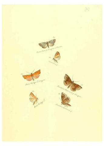 Reproducción/Reproduction 6105781405: Zuträge zur Sammlung exotischer Schmettlinge [sic] atlas Augsburg :bey dem Verfasser zu finden,1818-1837