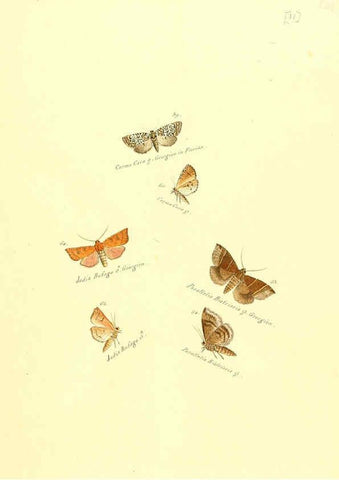 Reproducción/Reproduction 6105781405: Zuträge zur Sammlung exotischer Schmettlinge [sic] atlas Augsburg :bey dem Verfasser zu finden,1818-1837