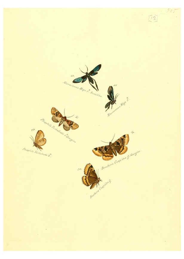 Reproducción/Reproduction 6105781619: Zuträge zur Sammlung exotischer Schmettlinge [sic] atlas Augsburg :bey dem Verfasser zu finden,1818-1837