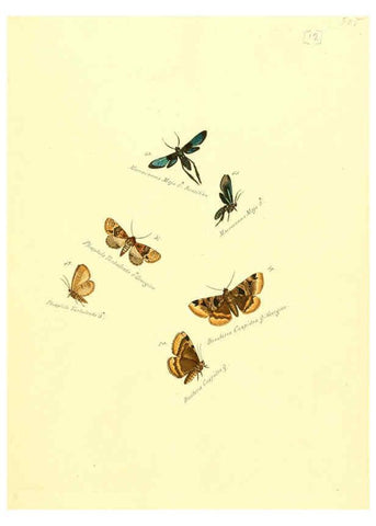 Reproducción/Reproduction 6105781619: Zuträge zur Sammlung exotischer Schmettlinge [sic] atlas Augsburg :bey dem Verfasser zu finden,1818-1837
