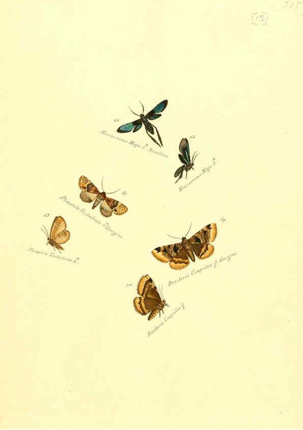 Reproducción/Reproduction 6105781619: Zuträge zur Sammlung exotischer Schmettlinge [sic] atlas Augsburg :bey dem Verfasser zu finden,1818-1837