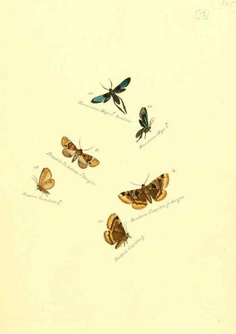 Reproducción/Reproduction 6105781619: Zuträge zur Sammlung exotischer Schmettlinge [sic] atlas Augsburg :bey dem Verfasser zu finden,1818-1837