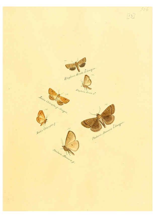 Reproducción/Reproduction 6105782065: Zuträge zur Sammlung exotischer Schmettlinge [sic] atlas Augsburg :bey dem Verfasser zu finden,1818-1837