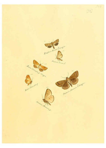 Reproducción/Reproduction 6105782065: Zuträge zur Sammlung exotischer Schmettlinge [sic] atlas Augsburg :bey dem Verfasser zu finden,1818-1837