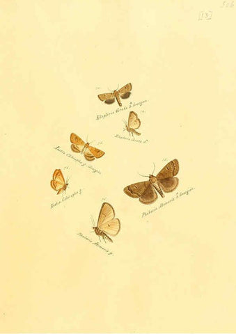 Reproducción/Reproduction 6105782065: Zuträge zur Sammlung exotischer Schmettlinge [sic] atlas Augsburg :bey dem Verfasser zu finden,1818-1837