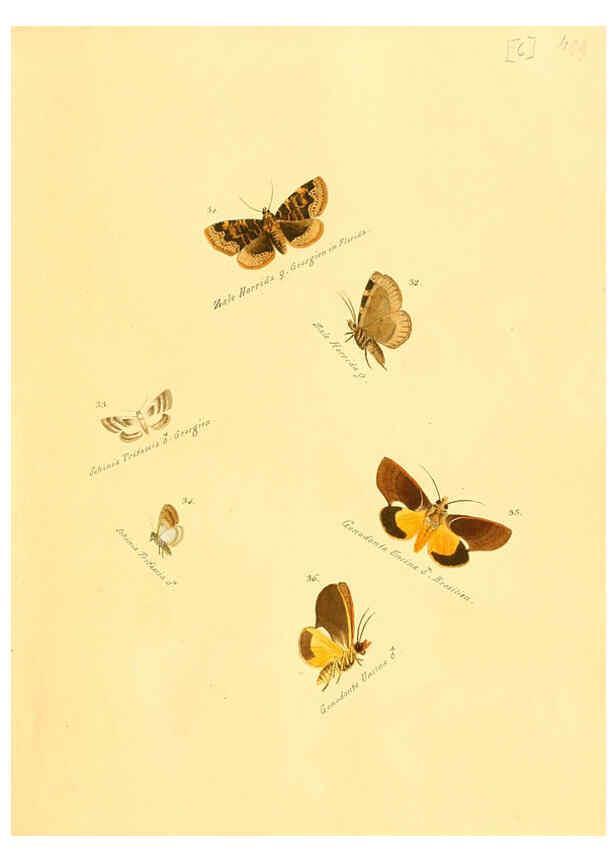 Reproducción/Reproduction 6105780061: Zuträge zur Sammlung exotischer Schmettlinge [sic] atlas Augsburg :bey dem Verfasser zu finden,1818-1837