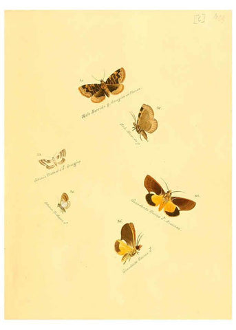 Reproducción/Reproduction 6105780061: Zuträge zur Sammlung exotischer Schmettlinge [sic] atlas Augsburg :bey dem Verfasser zu finden,1818-1837