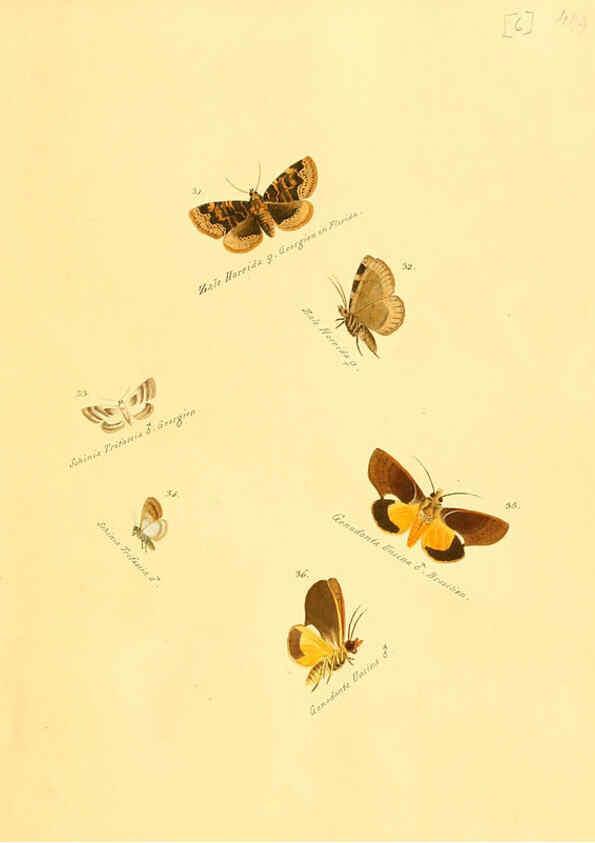 Reproducción/Reproduction 6105780061: Zuträge zur Sammlung exotischer Schmettlinge [sic] atlas Augsburg :bey dem Verfasser zu finden,1818-1837