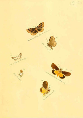 Reproducción/Reproduction 6105780061: Zuträge zur Sammlung exotischer Schmettlinge [sic] atlas Augsburg :bey dem Verfasser zu finden,1818-1837