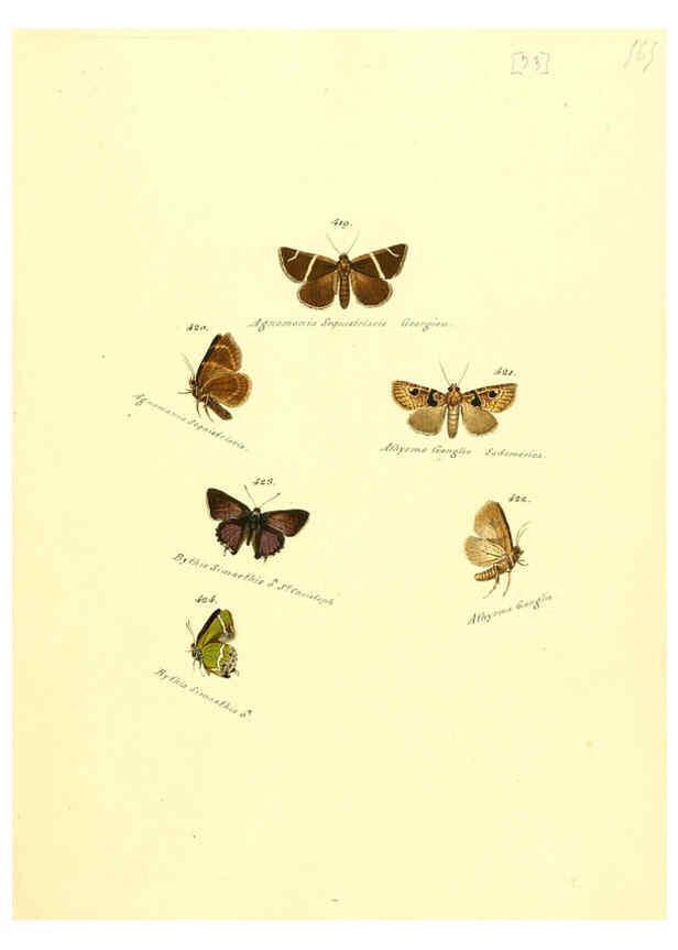 Reproducción/Reproduction 6106440440: Zuträge zur Sammlung exotischer Schmettlinge [sic] atlas Augsburg :bey dem Verfasser zu finden,1818-1837