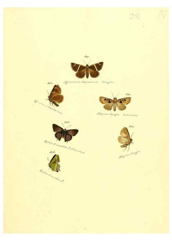 Reproducción/Reproduction 6106440440: Zuträge zur Sammlung exotischer Schmettlinge [sic] atlas Augsburg :bey dem Verfasser zu finden,1818-1837