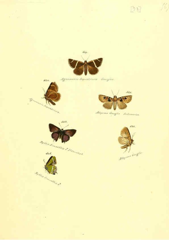 Reproducción/Reproduction 6106440440: Zuträge zur Sammlung exotischer Schmettlinge [sic] atlas Augsburg :bey dem Verfasser zu finden,1818-1837