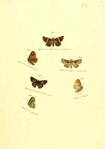 Reproducción/Reproduction 6106440440: Zuträge zur Sammlung exotischer Schmettlinge [sic] atlas Augsburg :bey dem Verfasser zu finden,1818-1837