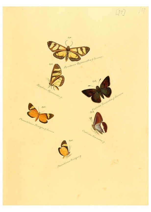 Reproducción/Reproduction 6105787641: Zuträge zur Sammlung exotischer Schmettlinge [sic] atlas Augsburg :bey dem Verfasser zu finden,1818-1837