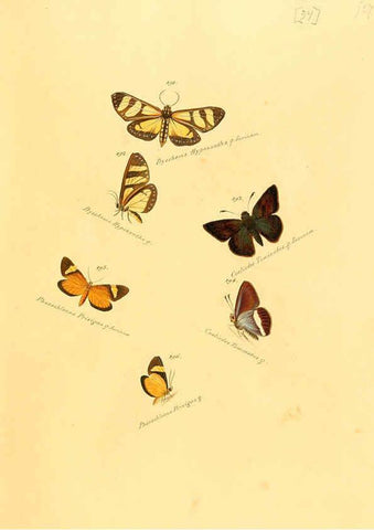 Reproducción/Reproduction 6105787641: Zuträge zur Sammlung exotischer Schmettlinge [sic] atlas Augsburg :bey dem Verfasser zu finden,1818-1837