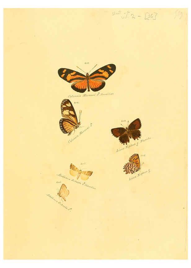 Reproducción/Reproduction 6106332798: Zuträge zur Sammlung exotischer Schmettlinge [sic] atlas Augsburg :bey dem Verfasser zu finden,1818-1837