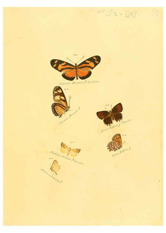 Reproducción/Reproduction 6106332798: Zuträge zur Sammlung exotischer Schmettlinge [sic] atlas Augsburg :bey dem Verfasser zu finden,1818-1837