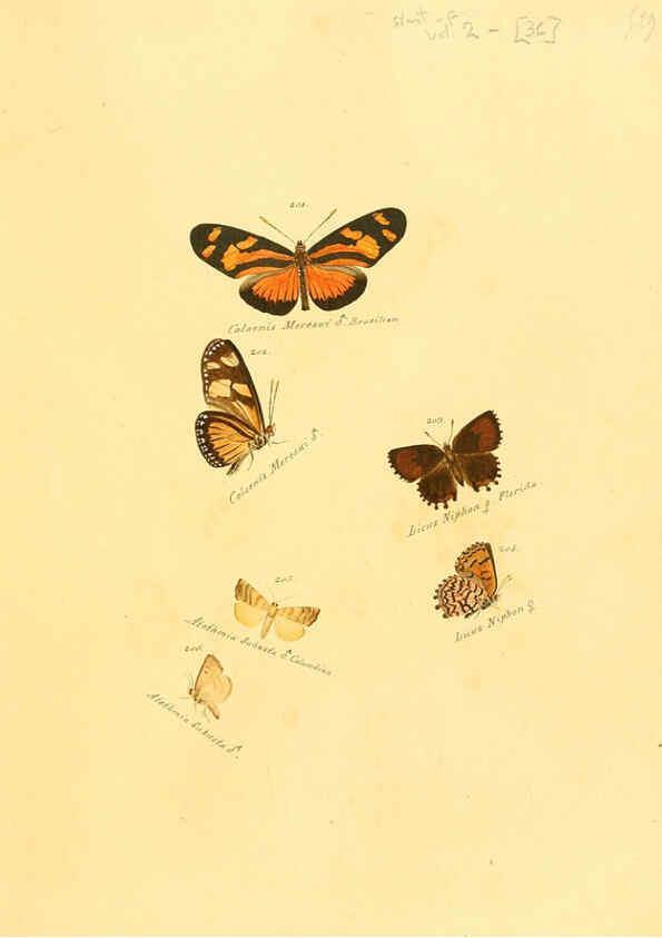 Reproducción/Reproduction 6106332798: Zuträge zur Sammlung exotischer Schmettlinge [sic] atlas Augsburg :bey dem Verfasser zu finden,1818-1837