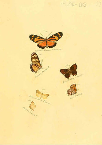 Reproducción/Reproduction 6106332798: Zuträge zur Sammlung exotischer Schmettlinge [sic] atlas Augsburg :bey dem Verfasser zu finden,1818-1837
