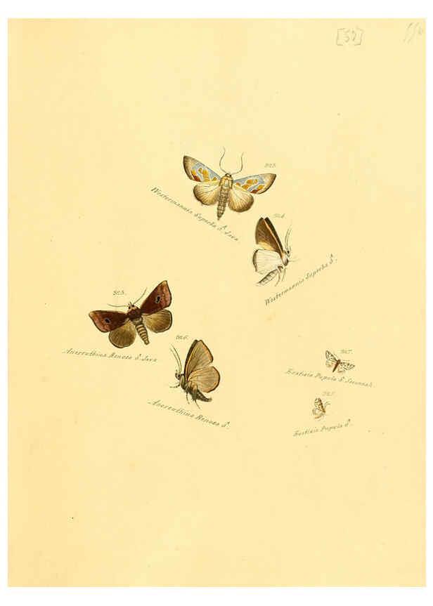 Reproducción/Reproduction 6106339004: Zuträge zur Sammlung exotischer Schmettlinge [sic] atlas Augsburg :bey dem Verfasser zu finden,1818-1837