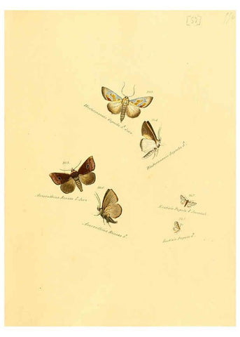 Reproducción/Reproduction 6106339004: Zuträge zur Sammlung exotischer Schmettlinge [sic] atlas Augsburg :bey dem Verfasser zu finden,1818-1837