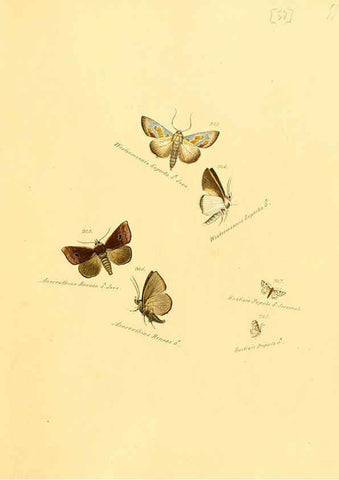 Reproducción/Reproduction 6106339004: Zuträge zur Sammlung exotischer Schmettlinge [sic] atlas Augsburg :bey dem Verfasser zu finden,1818-1837